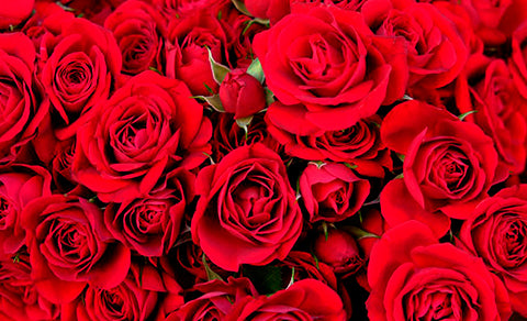 Rosas Rojas: que signifícan y cuando regalarlas?