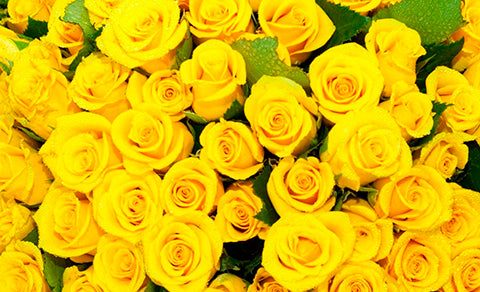 Rosas Amarillas: que signifícan y cuando regalarlas?