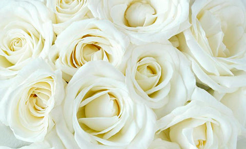 Rosas Blancas: que signifícan y cuando regalarlas?