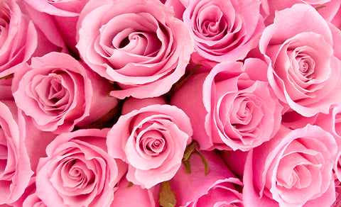 Rosas Rosadas: que signifícan y cuando regalarlas?