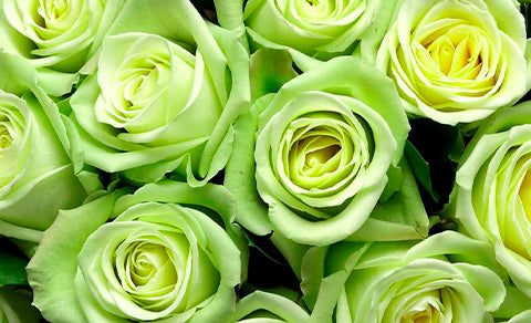 Rosas Verdes: que signifícan y cuando regalarlas?