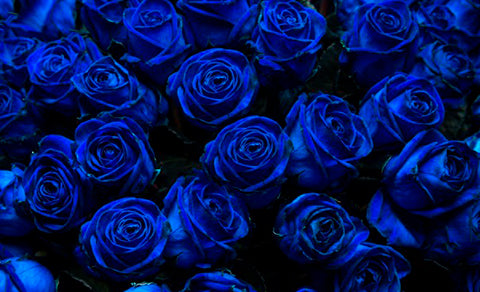 Rosas Azules: que signifícan y cuando regalarlas?
