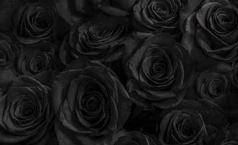 Rosas Negras: que signifícan y cuando regalarlas?