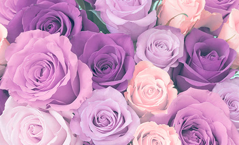 Rosas Violeta: que signifícan y cuando regalarlas?