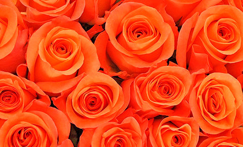 Rosas Naranja: que signifícan y cuando regalarlas?
